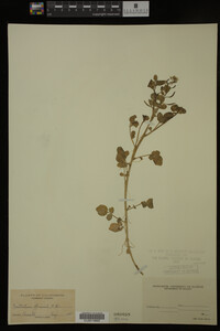 Nasturtium officinale image