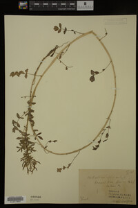Nasturtium officinale image