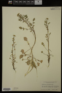 Nasturtium officinale image