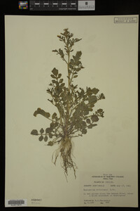 Nasturtium officinale image