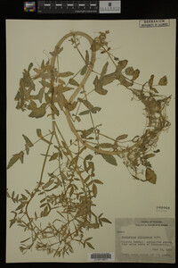 Nasturtium officinale image