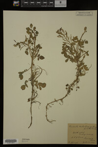 Nasturtium officinale image