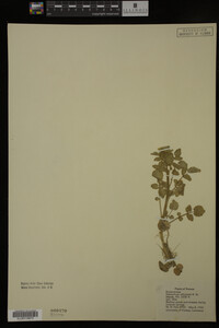 Nasturtium officinale image
