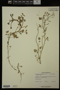 Nasturtium officinale image