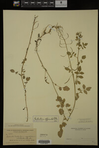 Nasturtium officinale image