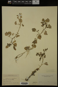 Nasturtium officinale image