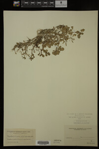 Nasturtium officinale image