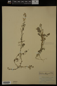 Nasturtium officinale image