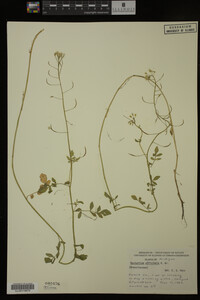 Nasturtium officinale image