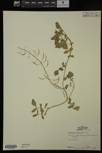 Nasturtium officinale image