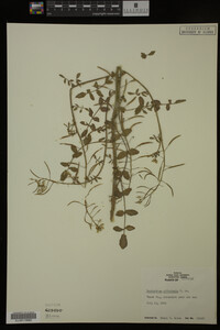 Nasturtium officinale image