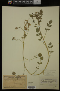 Nasturtium officinale image