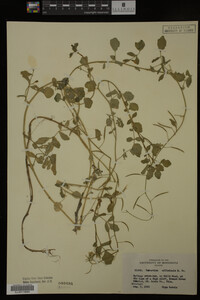 Nasturtium officinale image