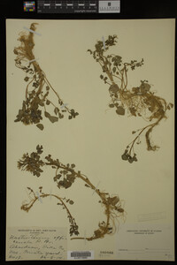 Nasturtium officinale image