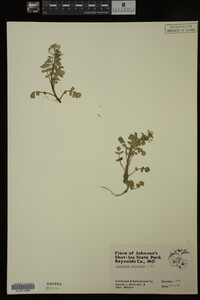 Nasturtium officinale image