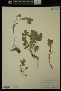 Nasturtium officinale image