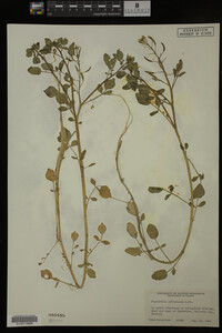 Nasturtium officinale image