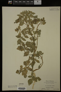 Nasturtium officinale image