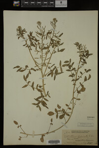 Nasturtium officinale image