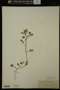 Nasturtium officinale image