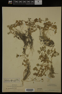 Nasturtium officinale image