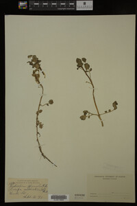 Nasturtium officinale image