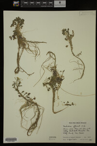 Nasturtium officinale image