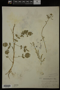 Nasturtium officinale image