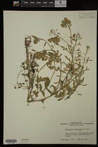 Nasturtium officinale image