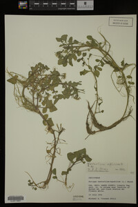 Nasturtium officinale image