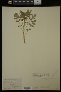 Nasturtium officinale image