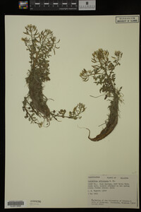 Nasturtium officinale image