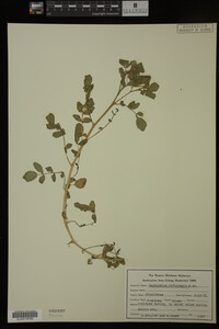 Nasturtium officinale image