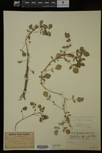 Nasturtium officinale image
