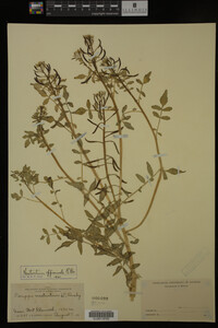 Nasturtium officinale image