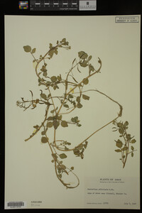 Nasturtium officinale image