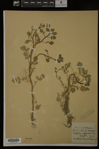 Nasturtium officinale image
