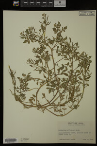 Nasturtium officinale image