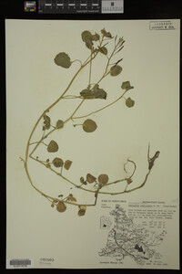 Nasturtium officinale image