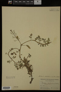 Nasturtium officinale image