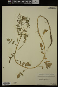 Nasturtium officinale image