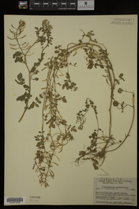 Nasturtium officinale image