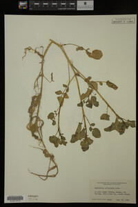 Nasturtium officinale image