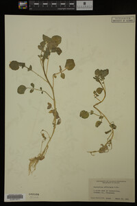 Nasturtium officinale image