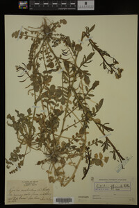 Nasturtium officinale image