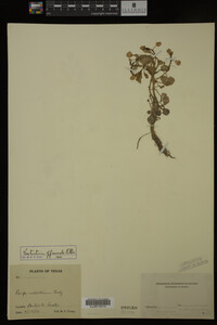 Nasturtium officinale image