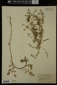 Nasturtium officinale image