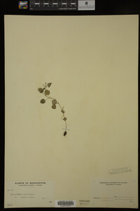 Nasturtium officinale image