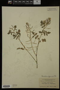 Nasturtium officinale image