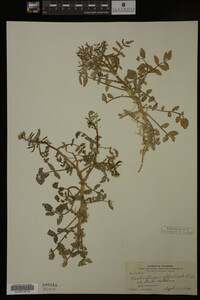 Nasturtium officinale image